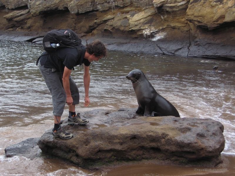 sea lion Galapagos rock pinniped pinnipeds